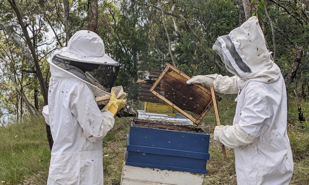 Beekeepers harvest their farm in Huye District. Photo by Moise Bahati