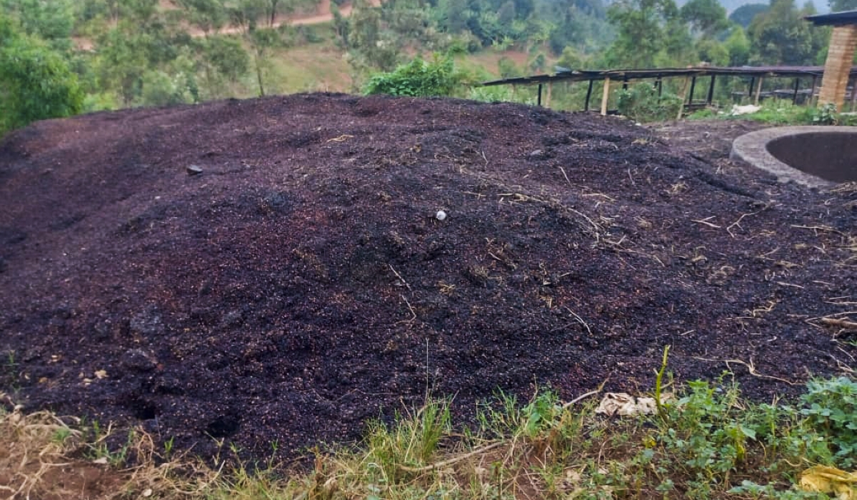 The fleshy outer parts of the coffee fruit removed during processing, are being turned into nutrient-rich organic manure and pellets that replace charcoal and firewood. Courtesy