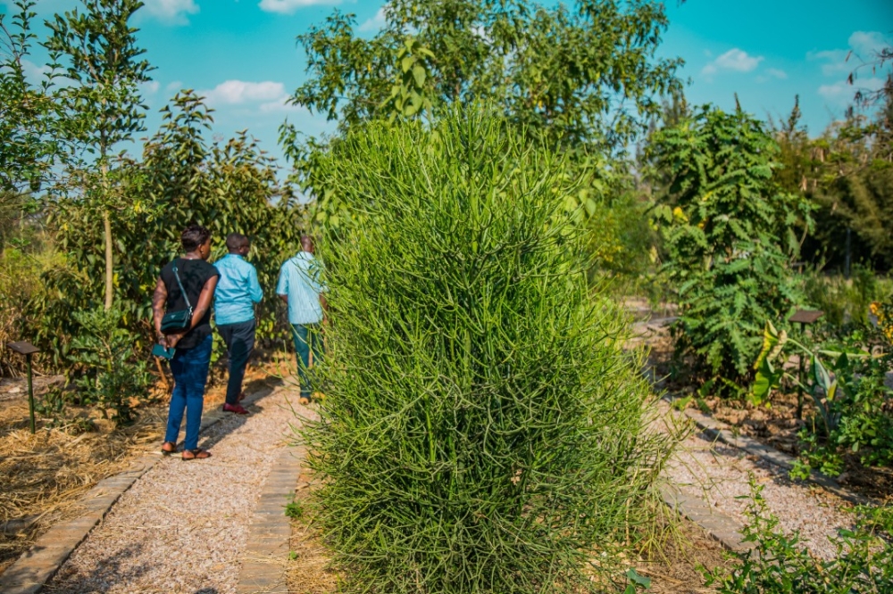 Visitors tour a segment of Nyandungu Eco-Park where native trees have been planted. At least 50 percent of all trees planted in Rwanda’s urban areas should be native species. Courtesy