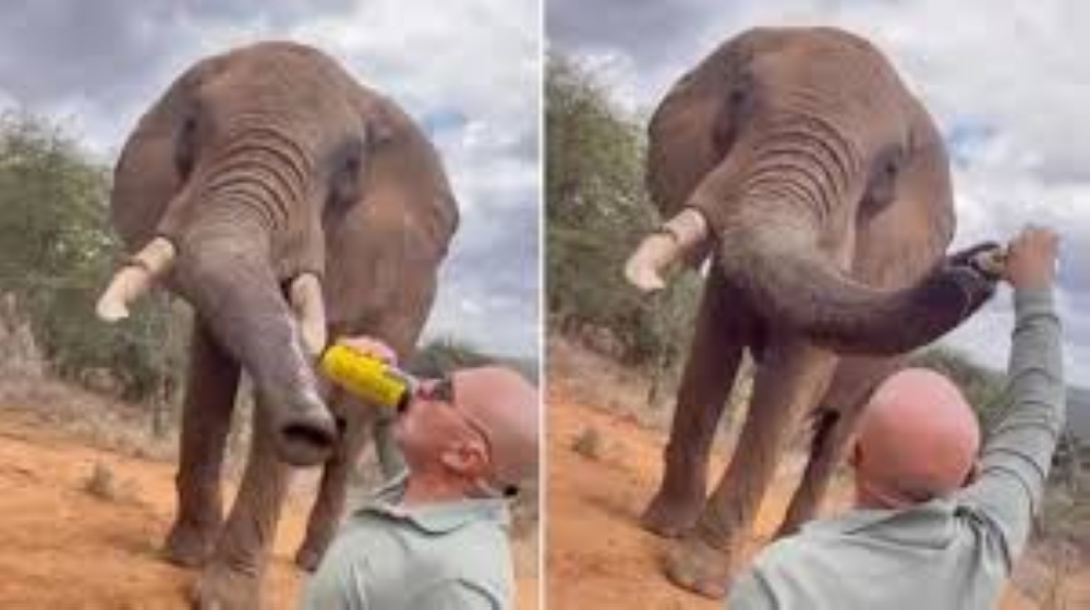 A Spanish tourist sparked anger in Kenya after he shared videos on social media of him pouring alcohol down the trunk of an elephant.