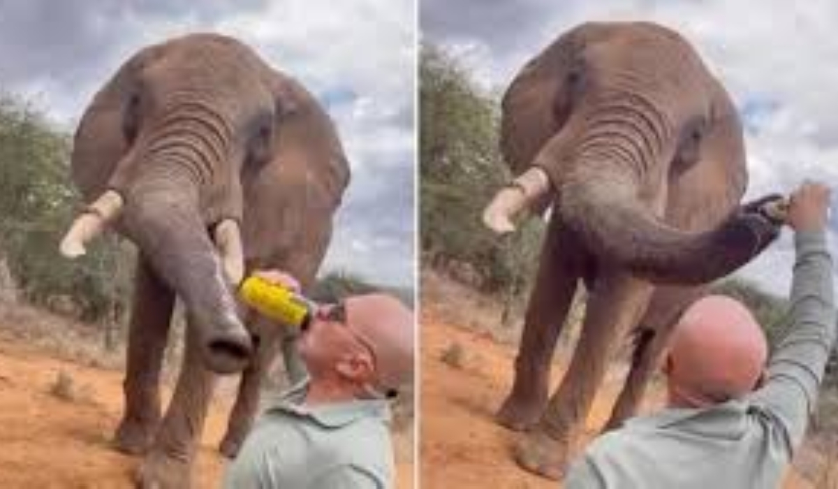 A Spanish tourist sparked anger in Kenya after he shared videos on social media of him pouring alcohol down the trunk of an elephant.