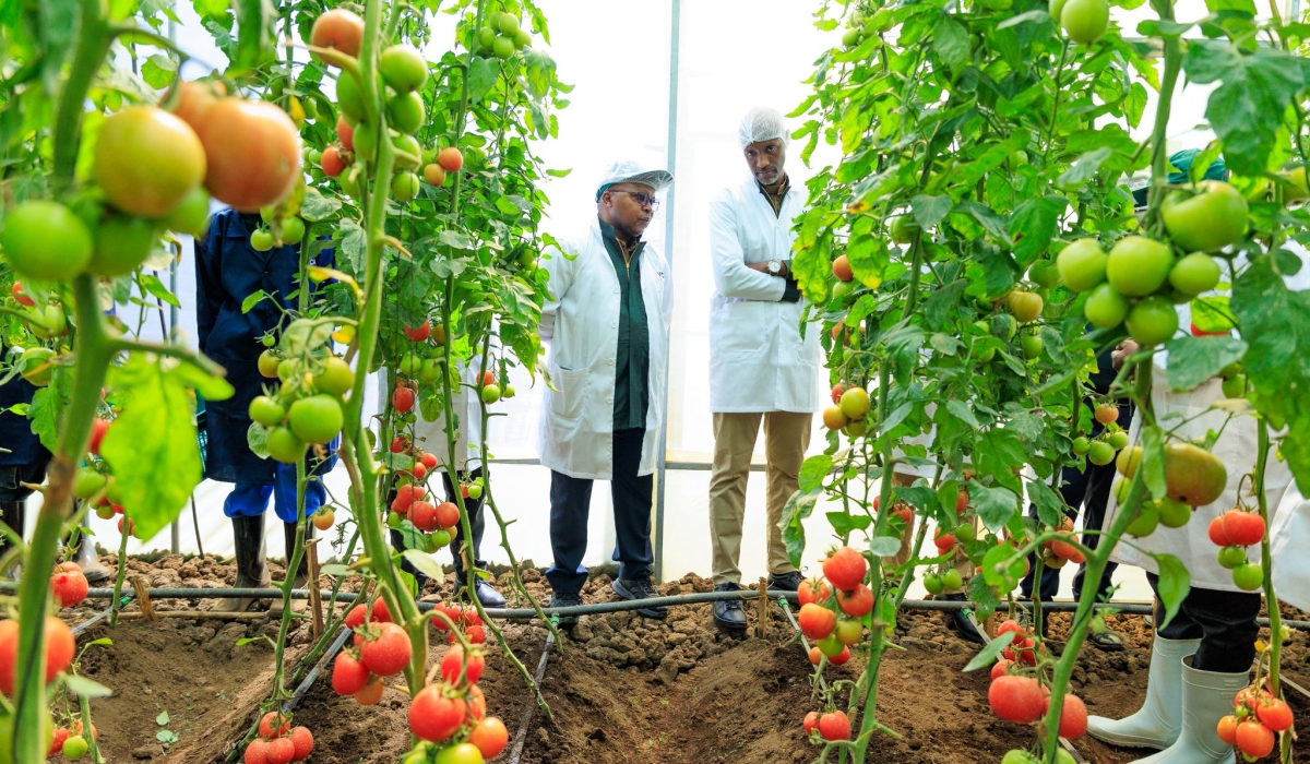 RDB Chief Executive Officer Jean-Guy Afrika (R) and Telesphore Ndabamenye, the Minister of State for Agriculture and Animal Resources, tour part of the horticulture hub that was launched in Kinigi, Musanze, as part of activities to celebrate the upcoming 20th edition of  Kwita Izina, a gorilla naming ceremony, on August 29, 2025 (courtesy)