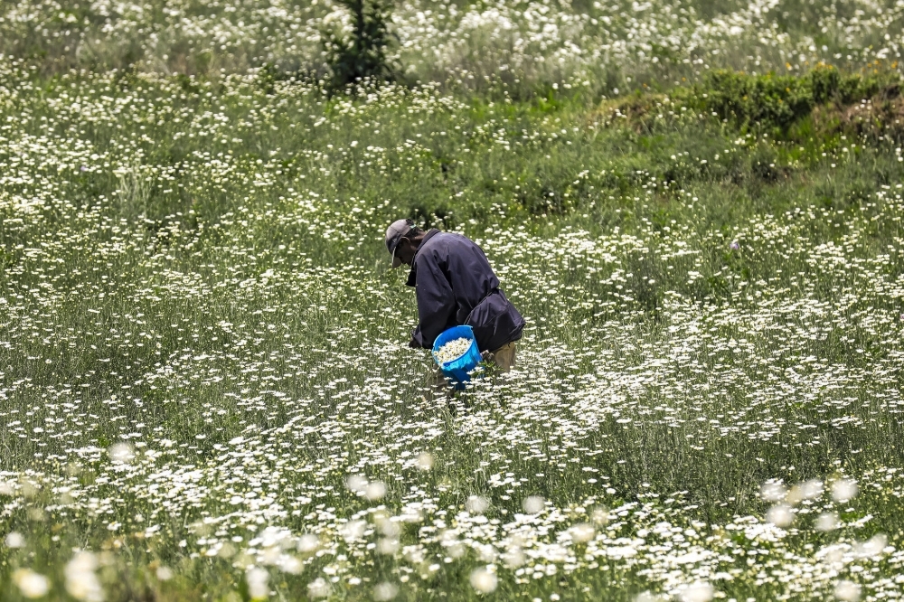 A member of Abakunda Ibireti cooperative harvests pyrethrum flowers in Musanze District, Northern Province. Photo by Emmanuel Dushimimana