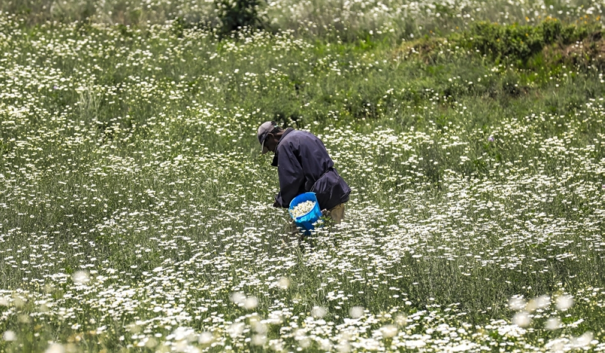 A member of Abakunda Ibireti cooperative harvests pyrethrum flowers in Musanze District, Northern Province. Photo by Emmanuel Dushimimana