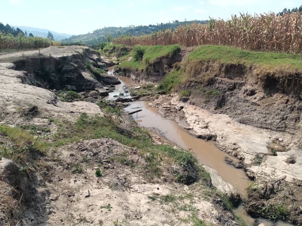 A view of a degraded wetland that is about to be rehabilitated in Kamonyi District. Courtsey