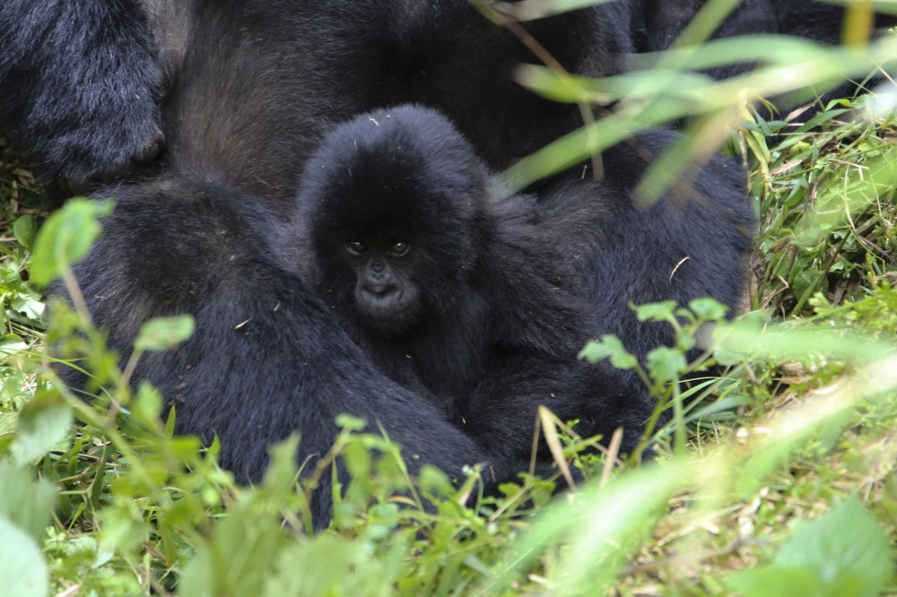 40 baby mountain gorillas, including 18 born in 2024, will be named during the ceremony traditionally held in Kinigi.