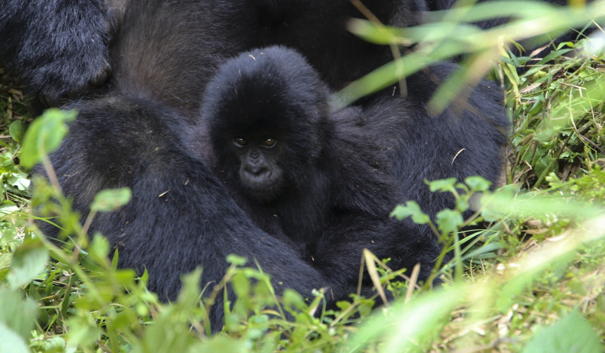 40 baby mountain gorillas, including 18 born in 2024, will be named during the ceremony traditionally held in Kinigi.