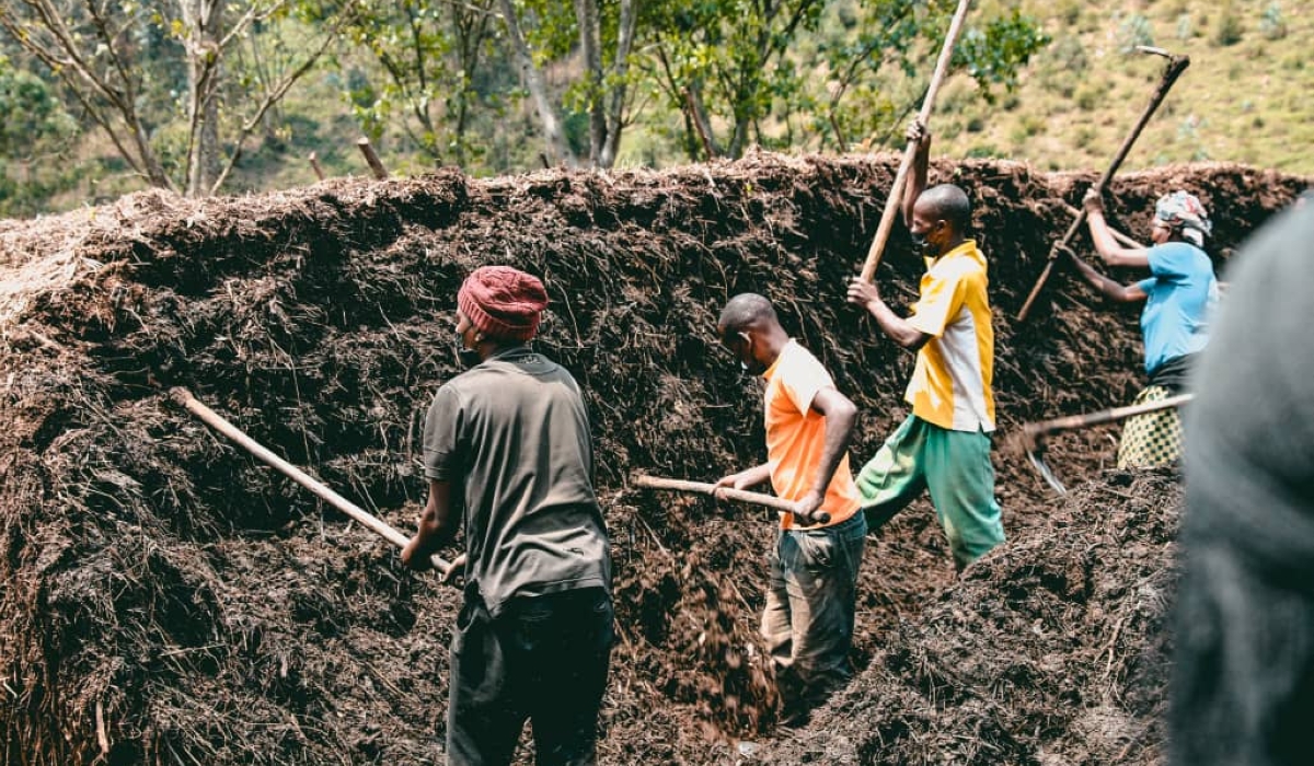 Farmers sort  organic fertiliser in Kamonyi District.