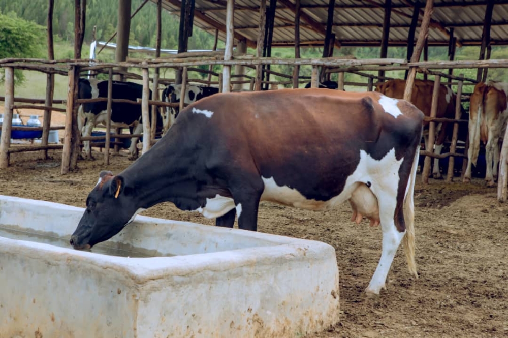 Diary farming should embrace the use of artificial insemination to invcreae yields according to RAB