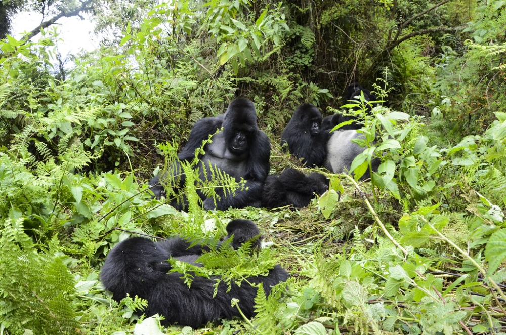 Mountain gorillas from Susa group in Volcanoes National Park. Photos by Sam Ngendahimana