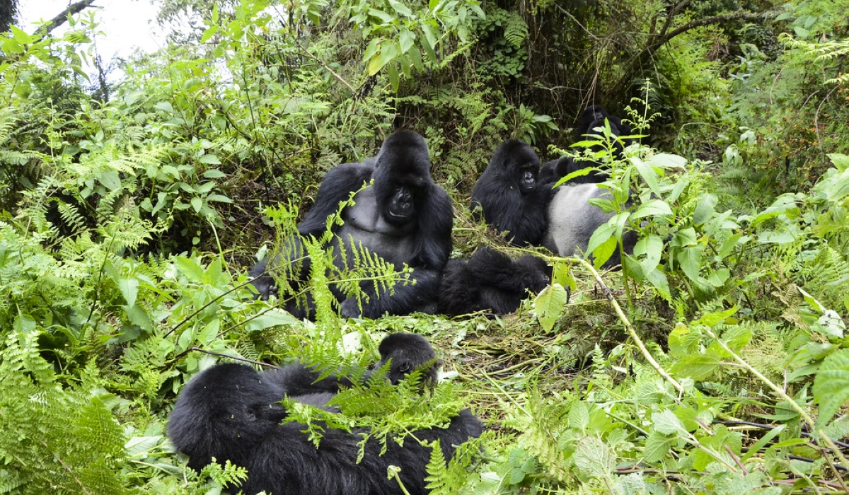 Mountain gorillas from Susa group in Volcanoes National Park. Photos by Sam Ngendahimana