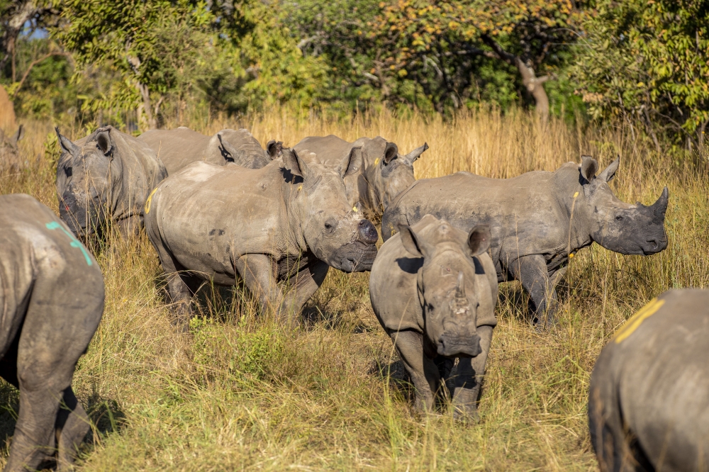 In June 2025, the Rwanda Development Board (RDB) and African Parks translocated 70 southern white rhinos to Akagera, bolstering the 30 introduced in 2021. Photo by Dan Gatsinzi