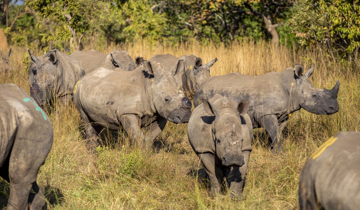 In June 2025, the Rwanda Development Board (RDB) and African Parks translocated 70 southern white rhinos to Akagera, bolstering the 30 introduced in 2021. Photo by Dan Gatsinzi