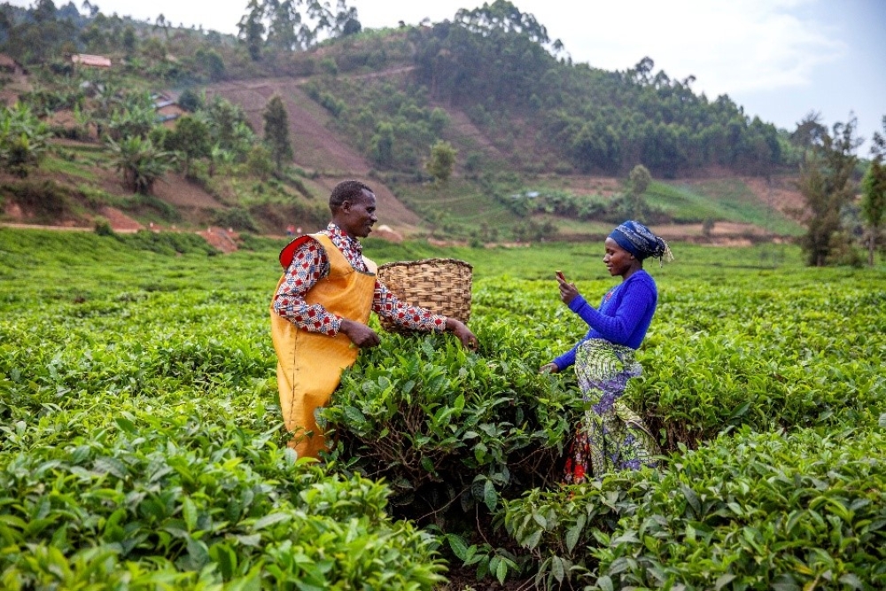 Thanks to digital financial services, tea farmers now receive their payments without delays. Thanks to digital financial services, tea farmers now receive their payments without delays.