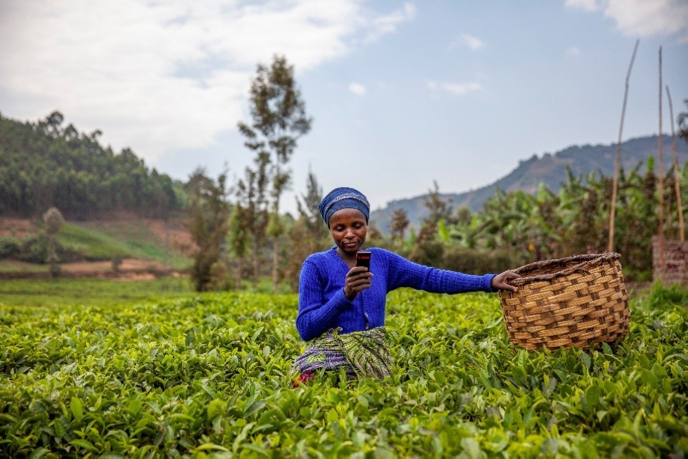 A tea farmer in Rulindo checks her phone to confirm if the payment from her cooperative has been received. Courtesy photos