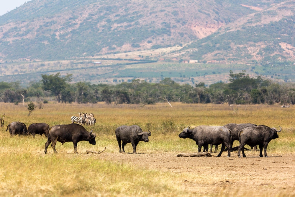 Rwanda  will establish a regional conservation academy on an eight-hectare site near Akagera National Park. File