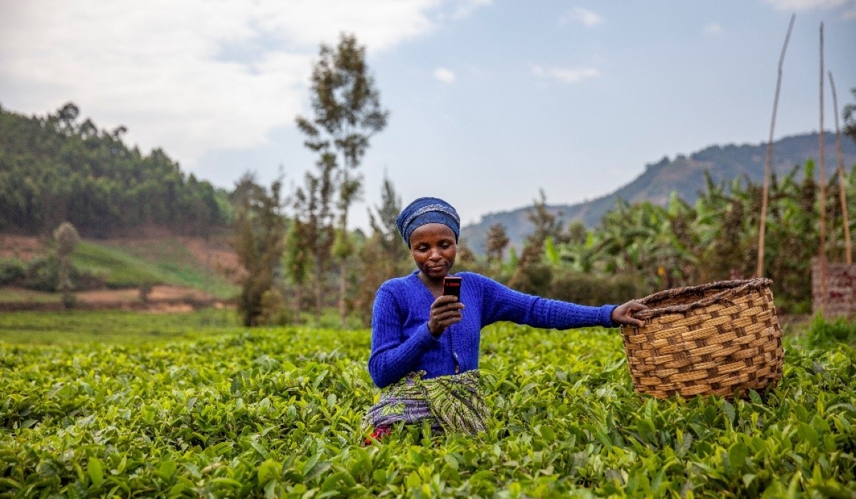 A tea farmer in Rulindo checks her phone to confirm if the payment from her cooperative has been received. Courtesy photos