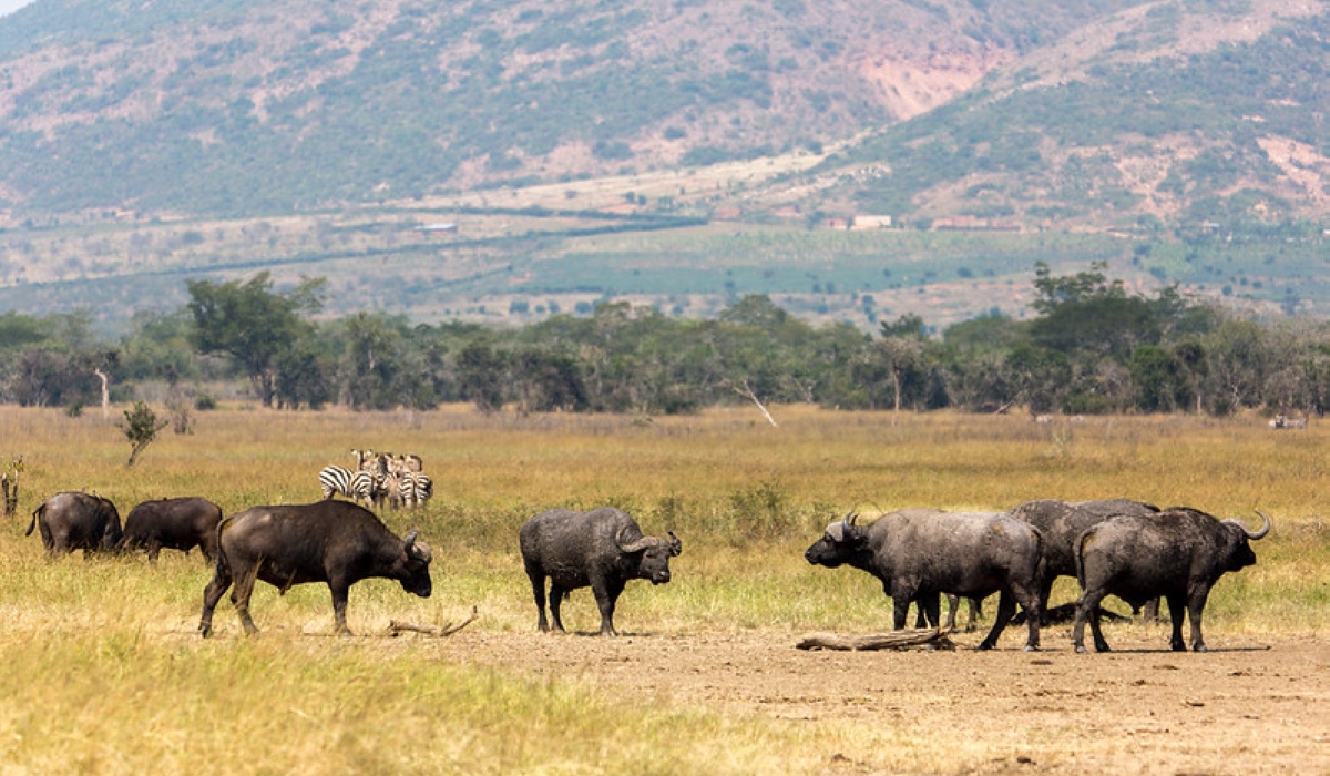 Rwanda  will establish a regional conservation academy on an eight-hectare site near Akagera National Park. File
