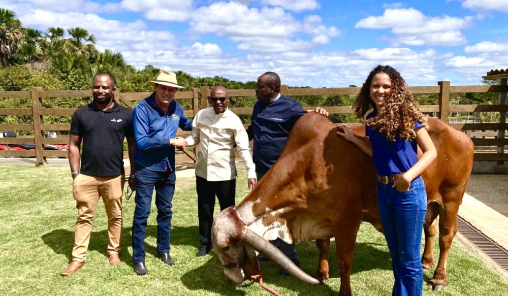 Rwanda is banking on embryo transfer technology to accelerate the introduction of Girolando cattle, a Brazilian-developed dairy breed. Courtesy