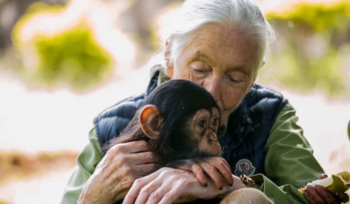 Dr Jane Goodall, the British primatologist, anthropologist, and conservationist.