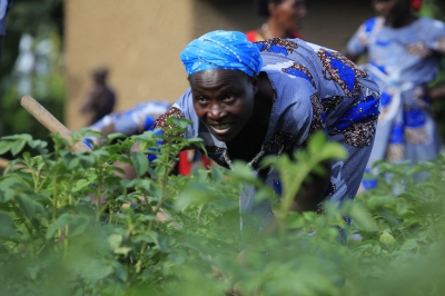 Farmers work in a potato plantation in Musanze. The rate of mineral fertilizer application has risen from 32 kilograms per hectare in 2017 to 73.1 kilograms per hectare. Sam Ngendahimana