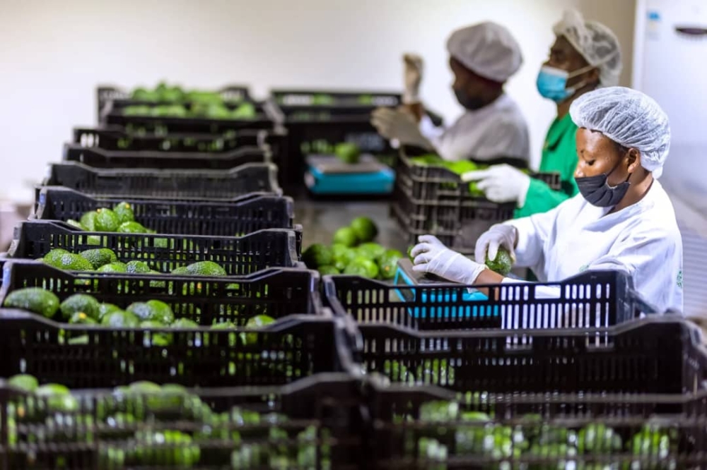 Workers sort fresh avocado fr export at Souk Farm. The firm grows avocados and process them into oil. Courtesy