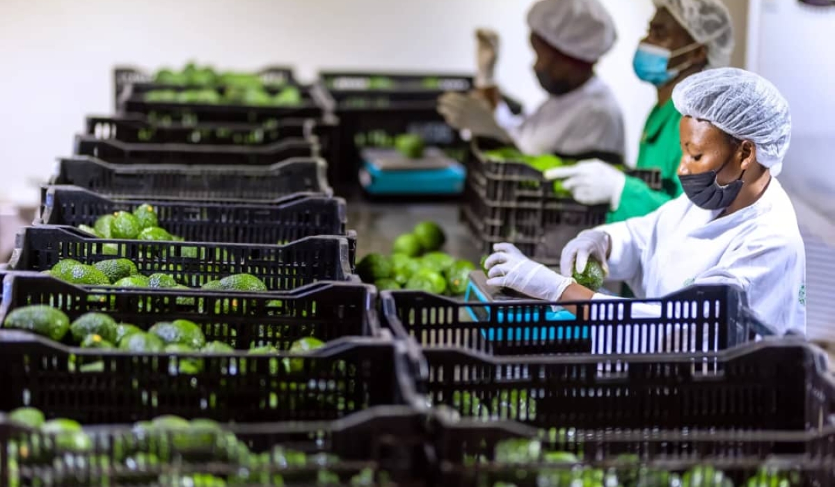 Workers sort fresh avocado fr export at Souk Farm. The firm grows avocados and process them into oil. Courtesy