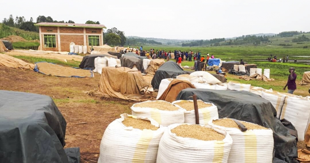 Rice produce collected by members of Mushikiri Rice Growers in Kirehe District. File