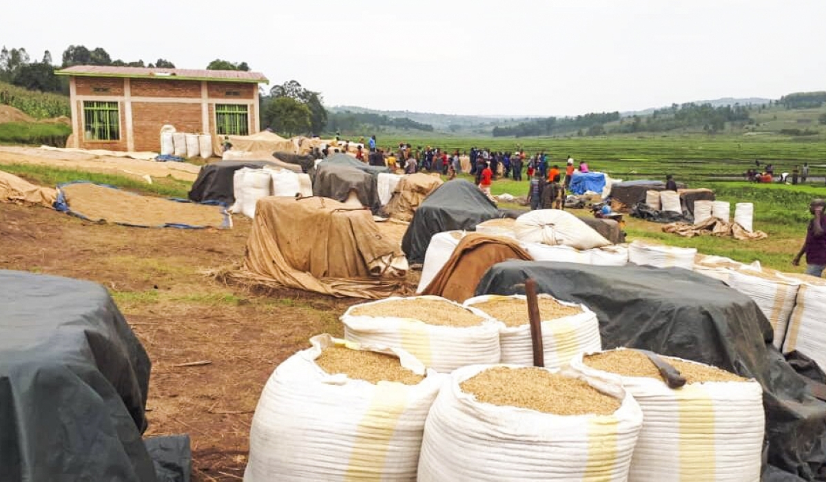 Rice produce collected by members of Mushikiri Rice Growers in Kirehe District. File