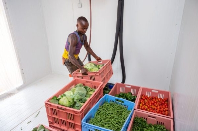 A farmer sorts fresh vegetables before placing them in a solar powered cold room in Kamonyi District.