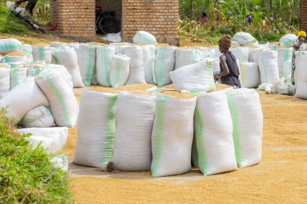 Farmers sort their rice produce in Bugarama wetland in  Rusizi District. Courtesy