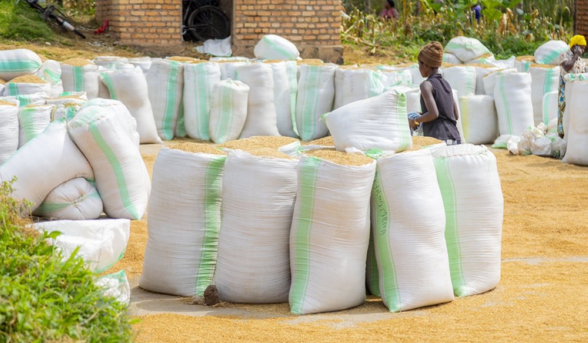 Farmers sort their rice produce in Bugarama wetland in  Rusizi District. Courtesy