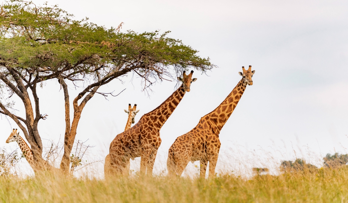 Giraffes in Akagera National Park. The park has been listed among 25 top destinations in 2026 by National Geographic.