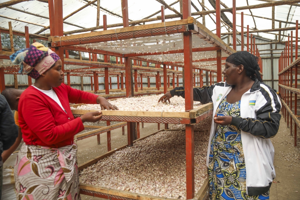 Women in Dukomeze Ubuzima sorting garlic in the dryer constructed by Kilimo Trust. Courtesy