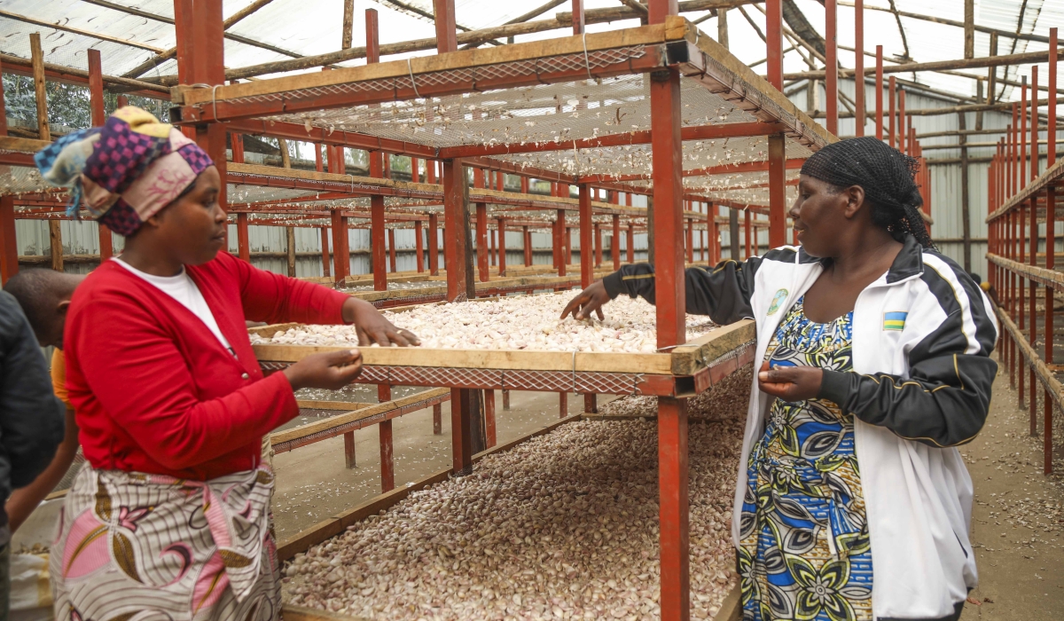 Women in Dukomeze Ubuzima sorting garlic in the dryer constructed by Kilimo Trust. Courtesy