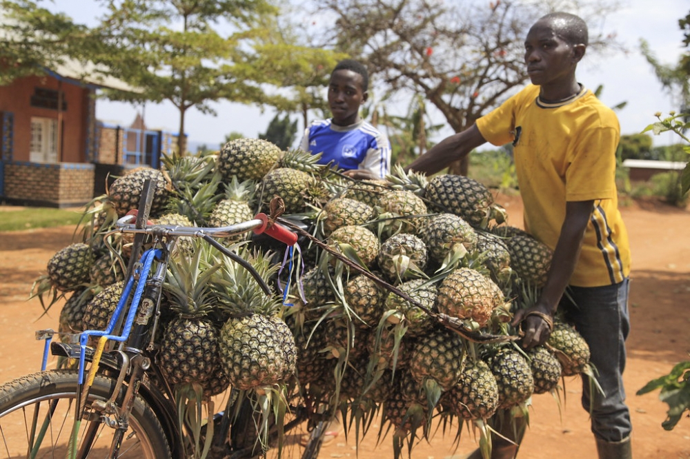 New push to expand access to finance for Rwandan farmers