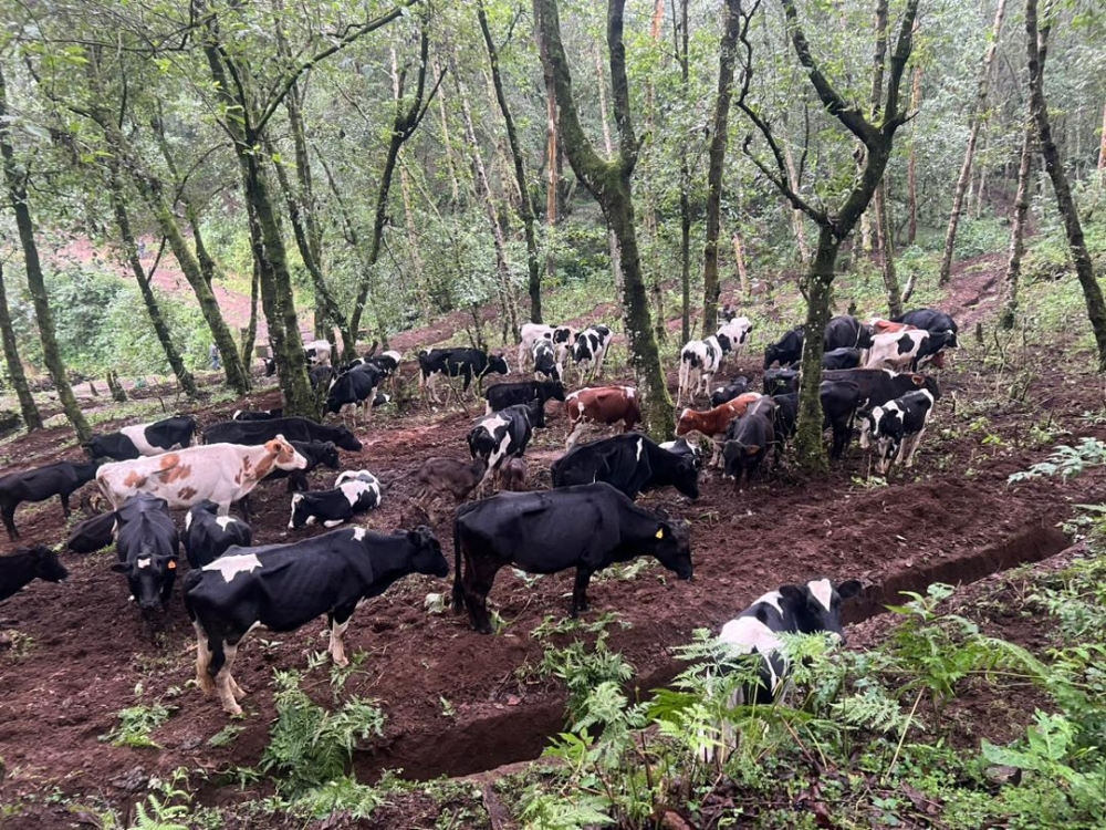 A cattle herd found illegally grazing in the forested area of Muhungwe Mountain is associated with recent Foot-and-Mouth Disease (FMD) outbreaks. Germain Nsanzimana