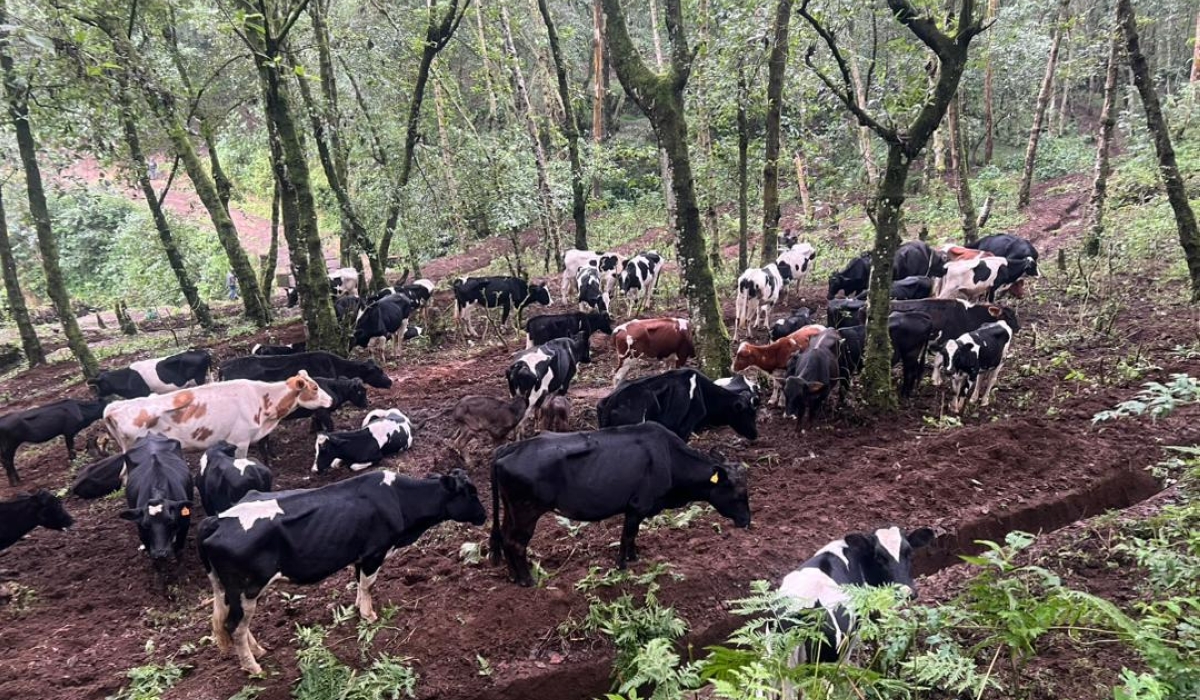 A cattle herd found illegally grazing in the forested area of Muhungwe Mountain is associated with recent Foot-and-Mouth Disease (FMD) outbreaks. Germain Nsanzimana