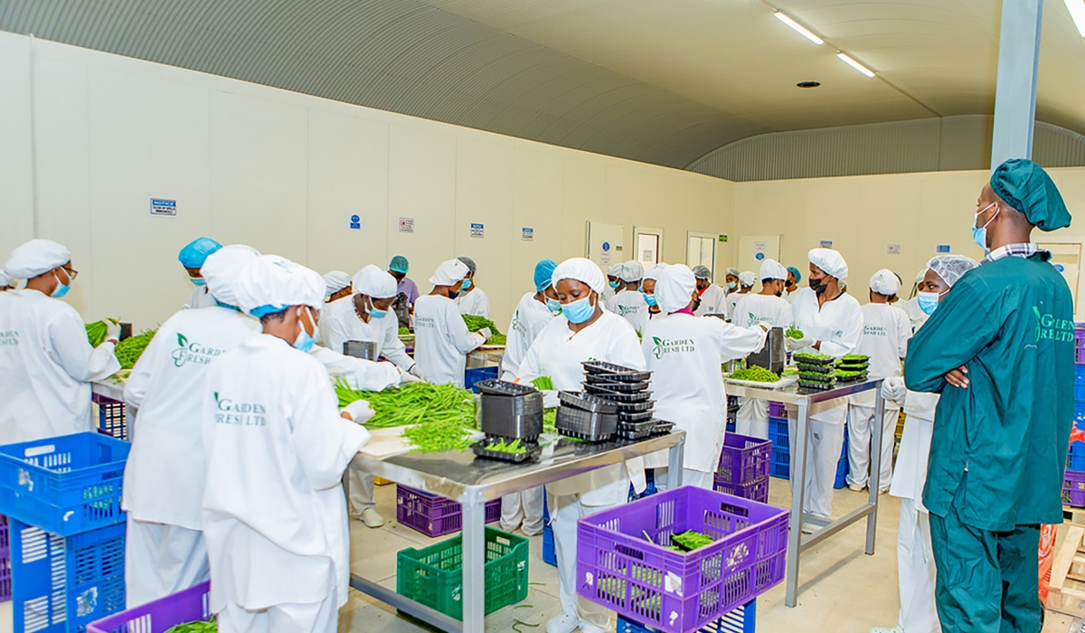 Garden Fresh Ltd workers at the packhouse in Masoro Special Economic Zone packing the harvest ready for export. Photo by IGIHE