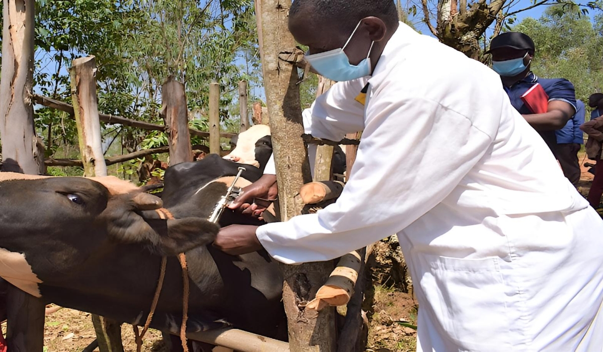 A veterinarian conducts vaccination against Black Quarter and Anthrax in Rusizi District. Courtesy Photo