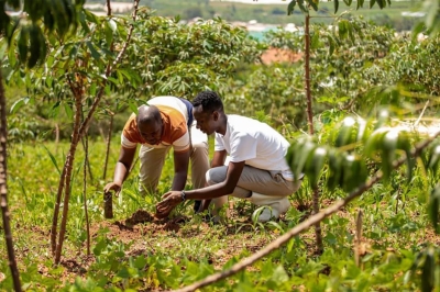 A recent study found that trees planted under agroforestry schemes in Rwanda have an average survival rate of around 64 percent, with some sites recording rates as low as 30 percent due to limited follow-up and monitoring.