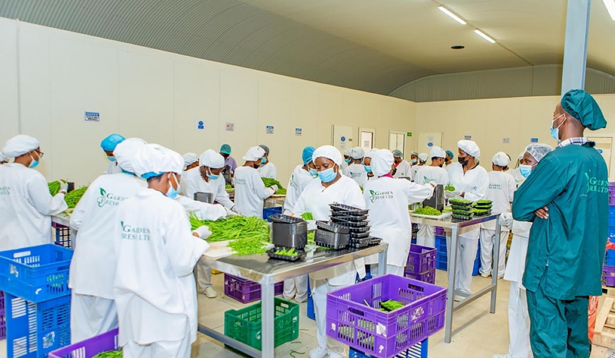 Workers sort French beans before export at a packhouse in Kigali Special Economic Zone. File
