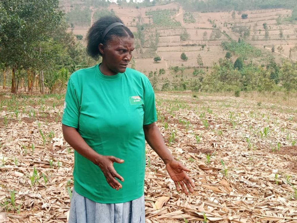 Espérance Uwizeyimana,54, and a mother of five, is a  a member of Terimbere Muhinzi Cooperative in Gahara Sector, according to her,  the approach has transformed her harvests and reduced farming costs.
