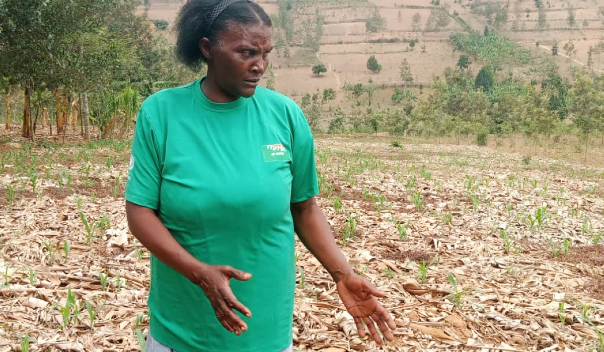 Espérance Uwizeyimana,54, and a mother of five, is a  a member of Terimbere Muhinzi Cooperative in Gahara Sector, according to her,  the approach has transformed her harvests and reduced farming costs.