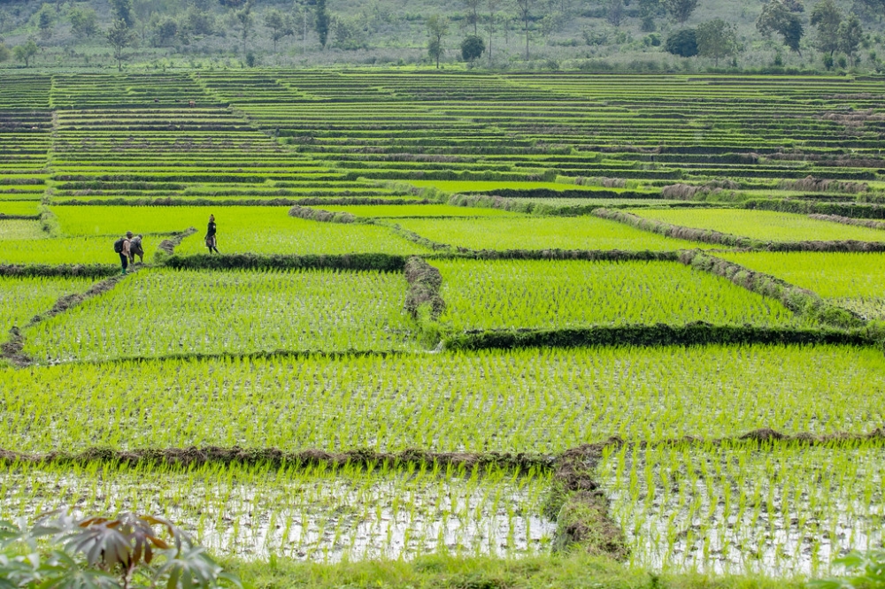 A view of Bugarama rice plantation in Rusizi. Rwanda is set to unveil three new rice varieties, which could potentially rival highly sought-after long-grain imports. File