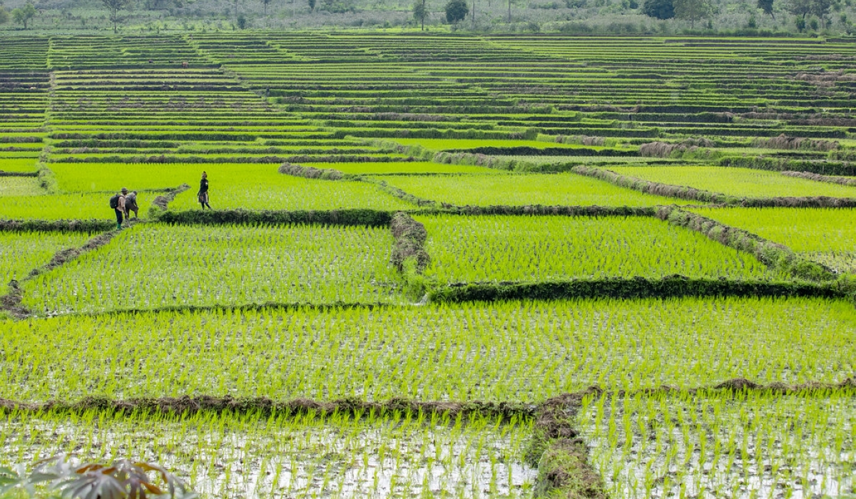 A view of Bugarama rice plantation in Rusizi. Rwanda is set to unveil three new rice varieties, which could potentially rival highly sought-after long-grain imports. File
