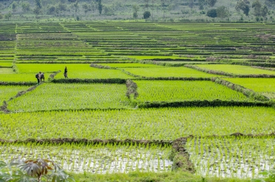 A view of Bugarama rice plantation in Rusizi. Rwanda is set to unveil three new rice varieties, which could potentially rival highly sought-after long-grain imports. File