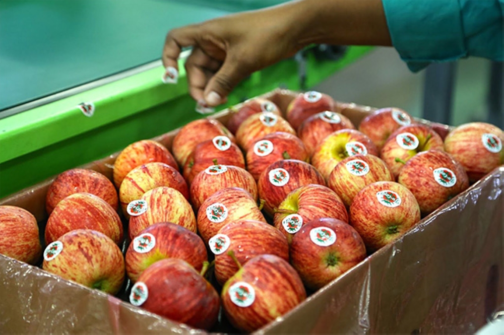 Apple fruits imported from South Africa. Rwanda has lifted a nearly eight-year ban on the importation of agricultural and animal products from South Africa. Courtesy