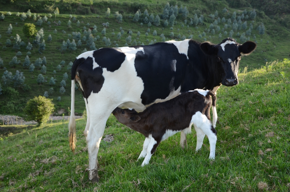 RAB has lifted a three-week quarantine that had been imposed on livestock in Kanama, Nyakiriba and Kanzenze sectors of Rubavu District. Sam Ngendahimana.