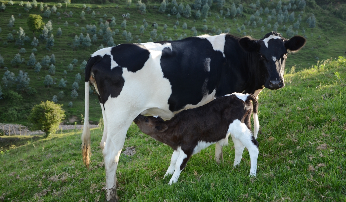 RAB has lifted a three-week quarantine that had been imposed on livestock in Kanama, Nyakiriba and Kanzenze sectors of Rubavu District. Sam Ngendahimana.